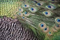 Peacock Feathers Closeup Royalty Free Stock Photo